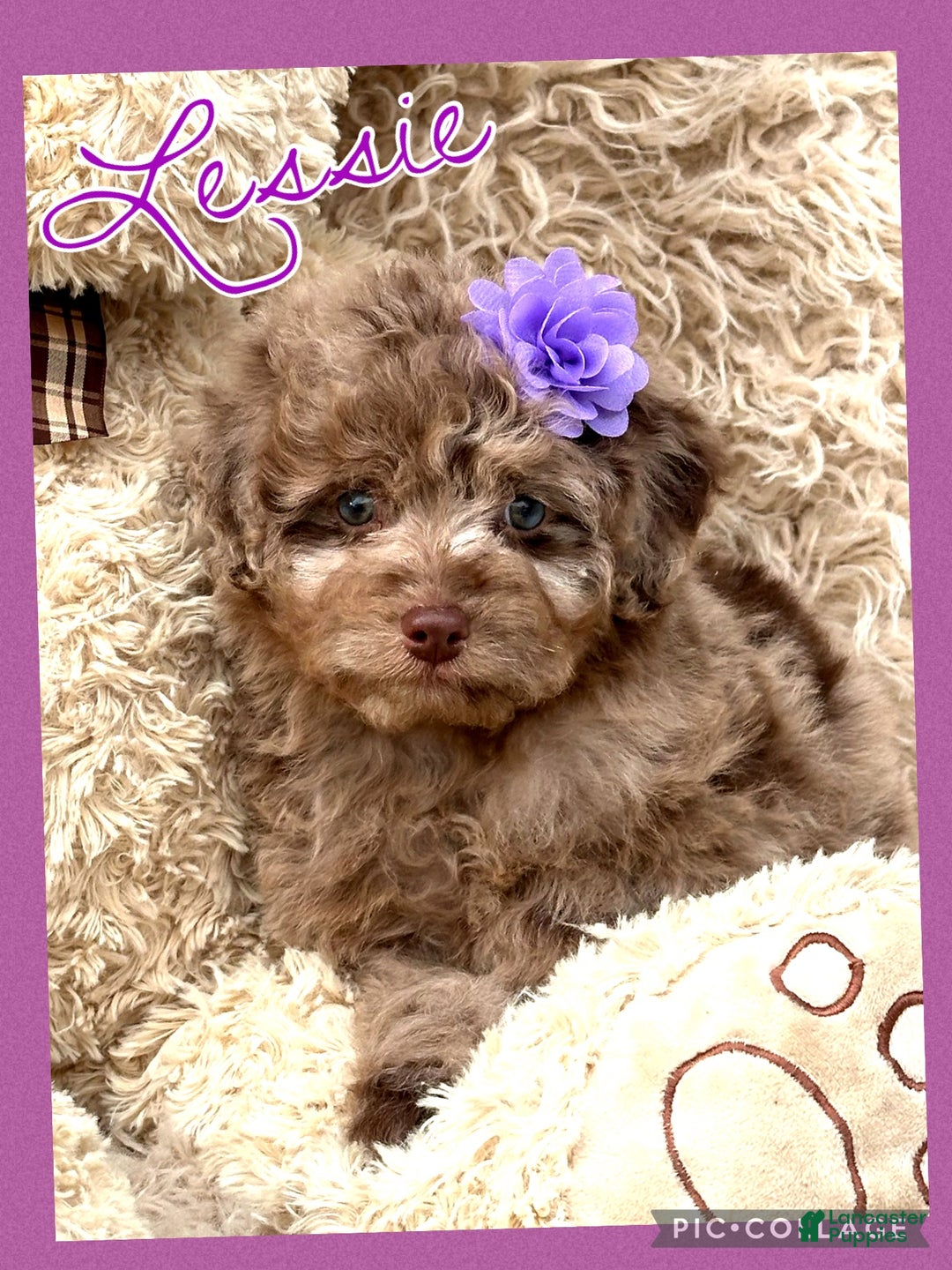 Aussiedoodle dogs for sale: Lessie - Ad 1