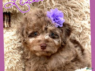 Aussiedoodle dogs Lessie - Ad 23