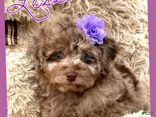 Aussiedoodle dogs Lessie - Ad 36