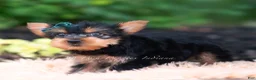 Yorkshire Terrier dogs for sale: Suki - Ad 5