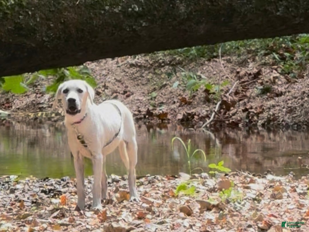 Labrador Retriever dogs for sale: Labrador Retriever Russel - Ad 3