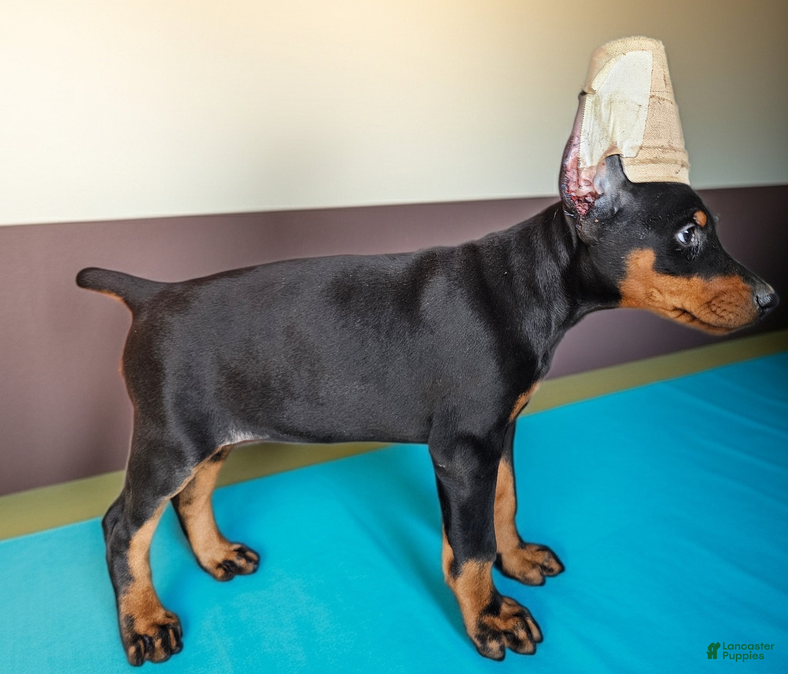Doberman Pinscher dogs Black girl - Ad 19