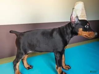 Doberman Pinscher dogs Black girl - Ad 24