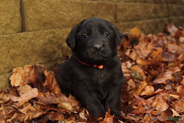 Mixed Breed dogs Orange - Ad 23