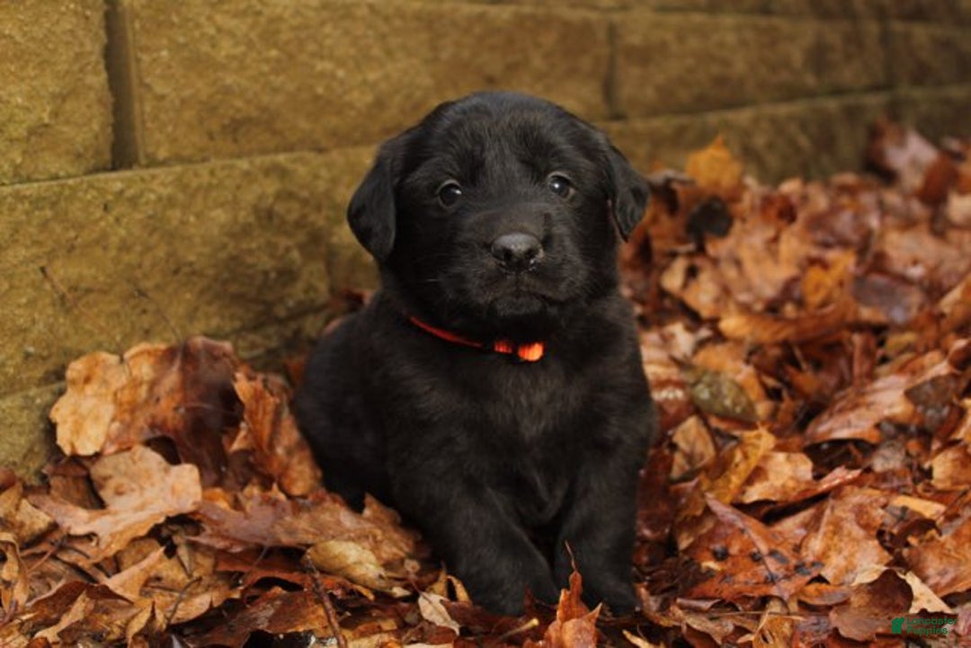 Mixed Breed dogs for sale: Orange - Ad 1