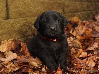 Mixed Breed dogs Orange - Ad 24