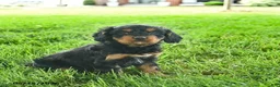 Cavapoo dogs for sale: Lulu  - Ad 2