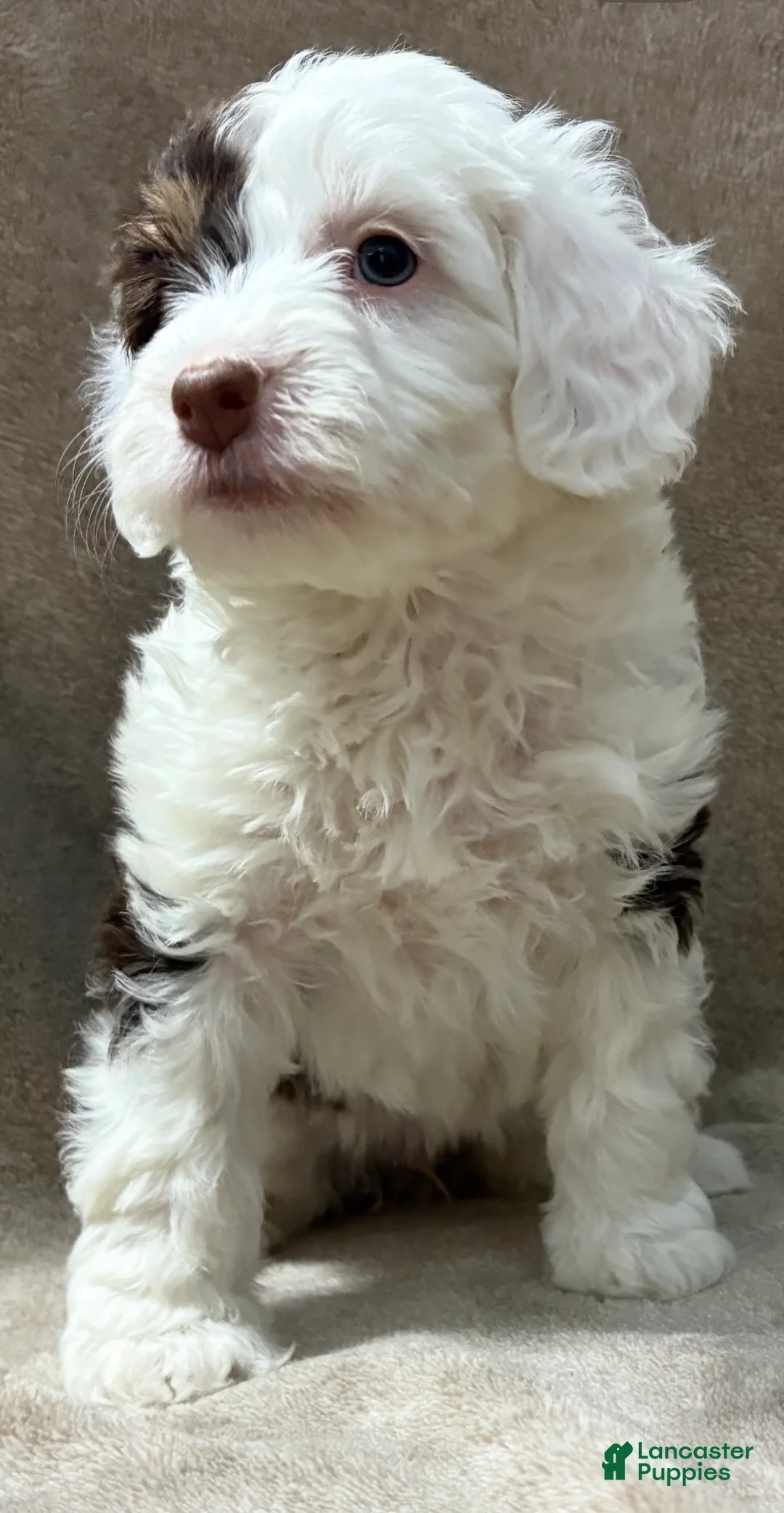 Bernedoodle dogs for sale: Chipper - Ad 2