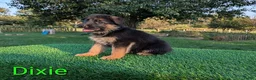 German Shepherd dogs for sale: Dixie - Ad 4