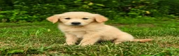 Golden Retriever dogs for sale: Mirta  - Ad 3