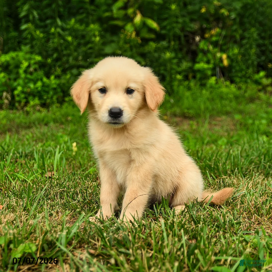Golden Retriever dogs for sale: Mirta  - Ad 3