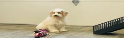 Miniature Poodle dogs for sale: Dazzler Miniature Poodle  - Ad 8