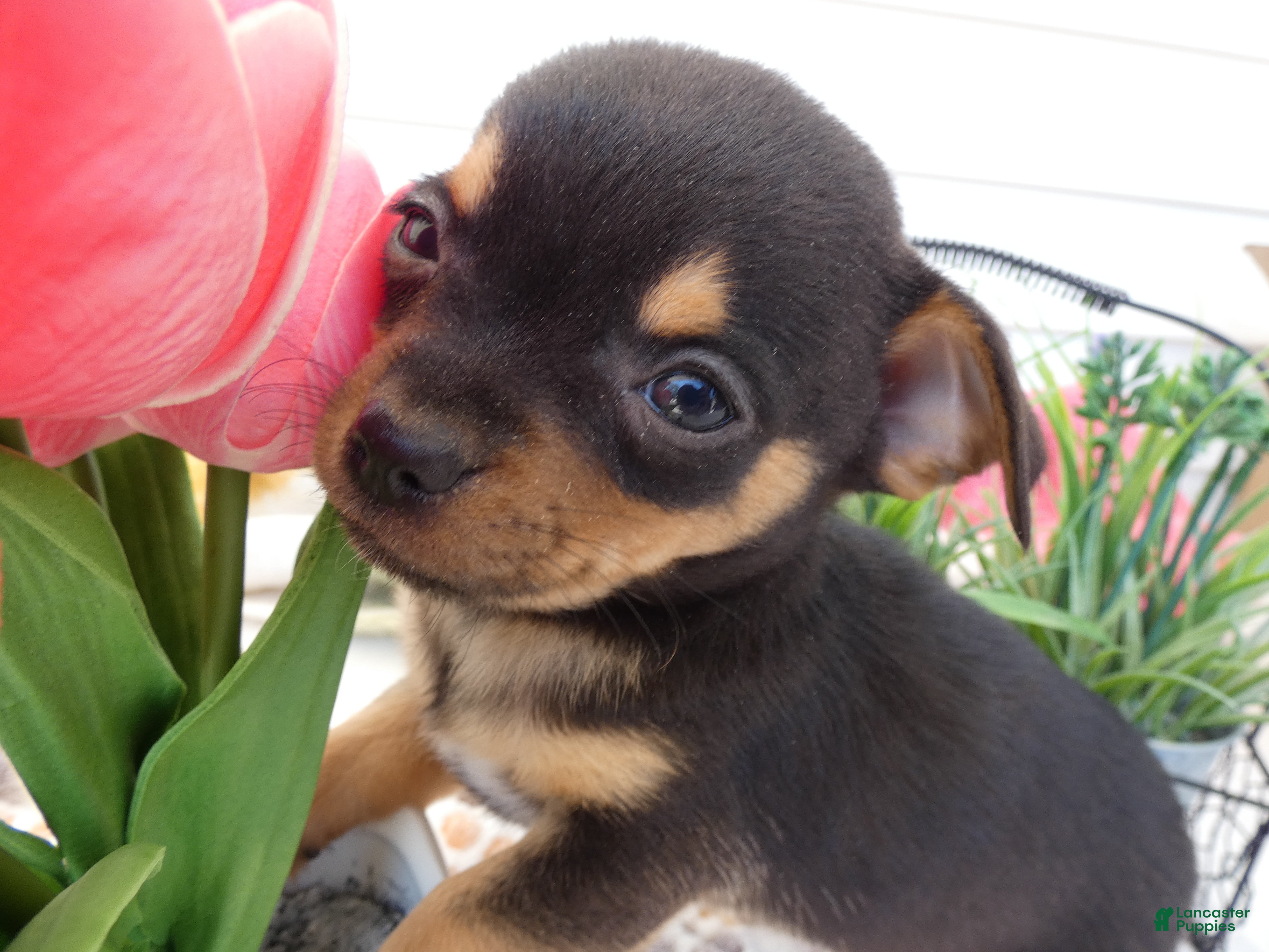 Chihuahua dogs Chihuahua Puppy 5 Duke - Ad 17