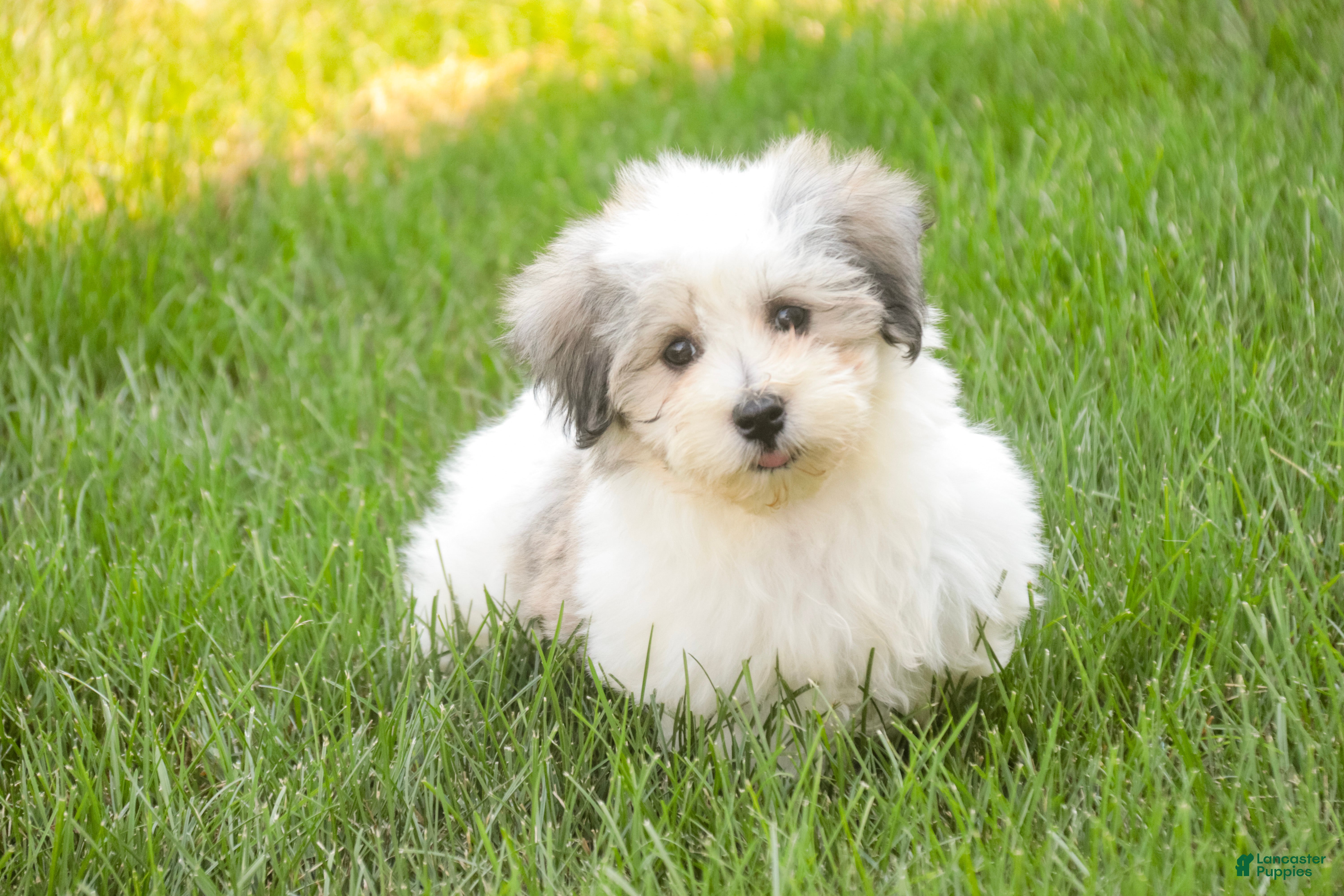 Havanese dogs Florence - Ad 2
