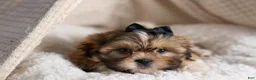 Shih Tzu dogs for sale: GIGI - Ad 10
