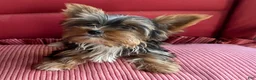 Yorkshire Terrier dogs for sale: Yorkshire Terrier Puppy 3 - Ad 2