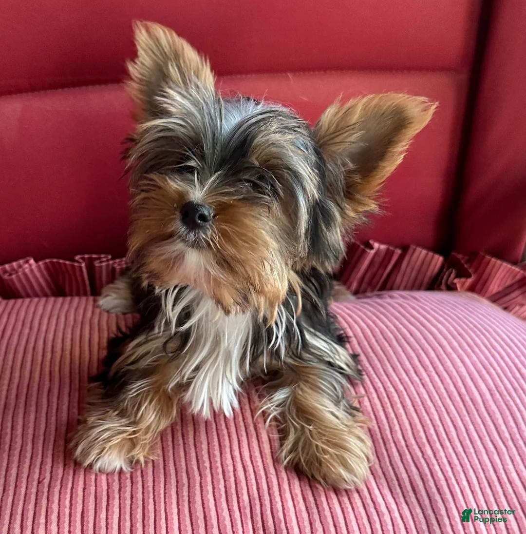 Yorkshire Terrier dogs for sale: Yorkshire Terrier Puppy 3 - Ad 2