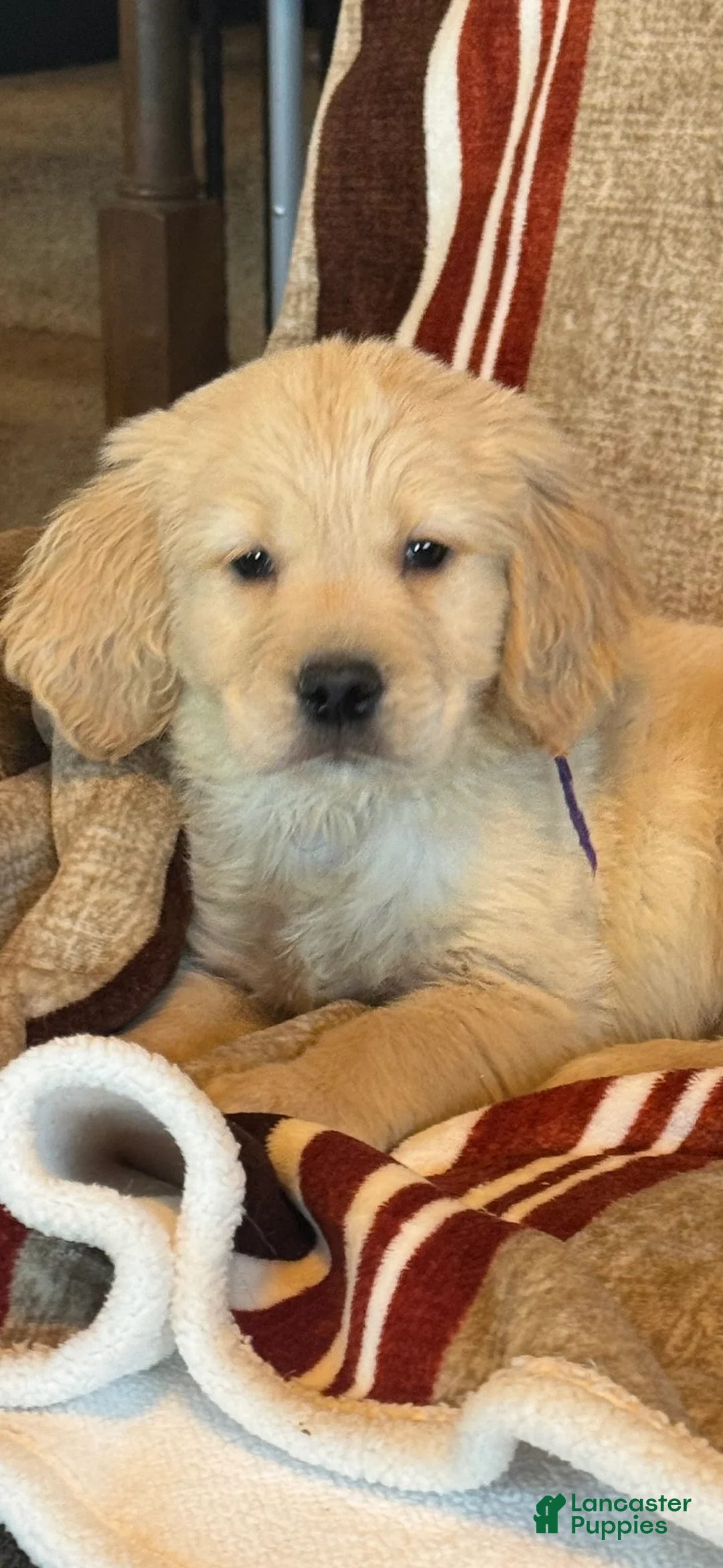 Golden Retriever dogs for sale: Purple Male -Penny  - Ad 6