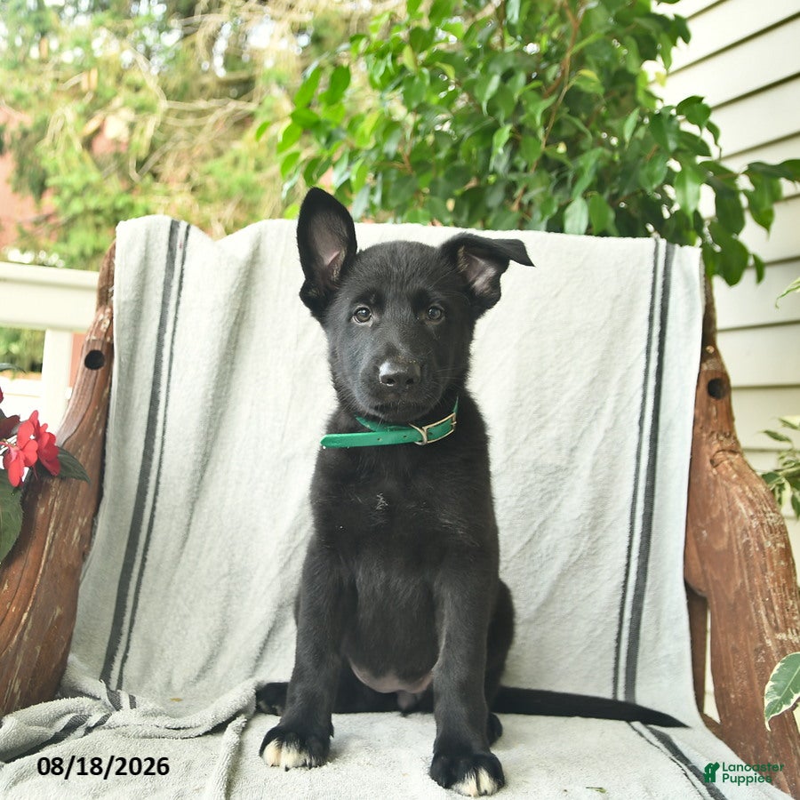 German Shepherd dogs Giselle  - Ad 2