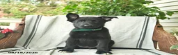 German Shepherd dogs for sale: Giselle  - Ad 2