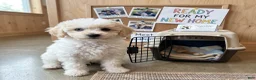 Miniature Poodle dogs for sale: Apricot - Ad 1