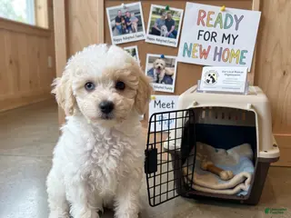 Miniature Poodle dogs for sale: Apricot - Ad 1