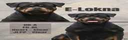 Rottweiler dogs for sale: LOKNA  - Ad 3