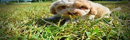 Havapoo dogs for sale: Juliet-LABOR DAY SALE-TAKE $100 OFF!!! - Ad 12