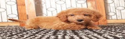 Mini Goldendoodle dogs for sale: Poppy Female Mini Goldendoodle - Ad 3