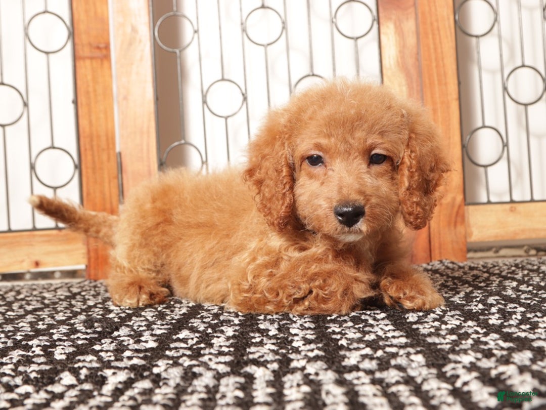 Mini Goldendoodle dogs for sale: Poppy Female Mini Goldendoodle - Ad 3