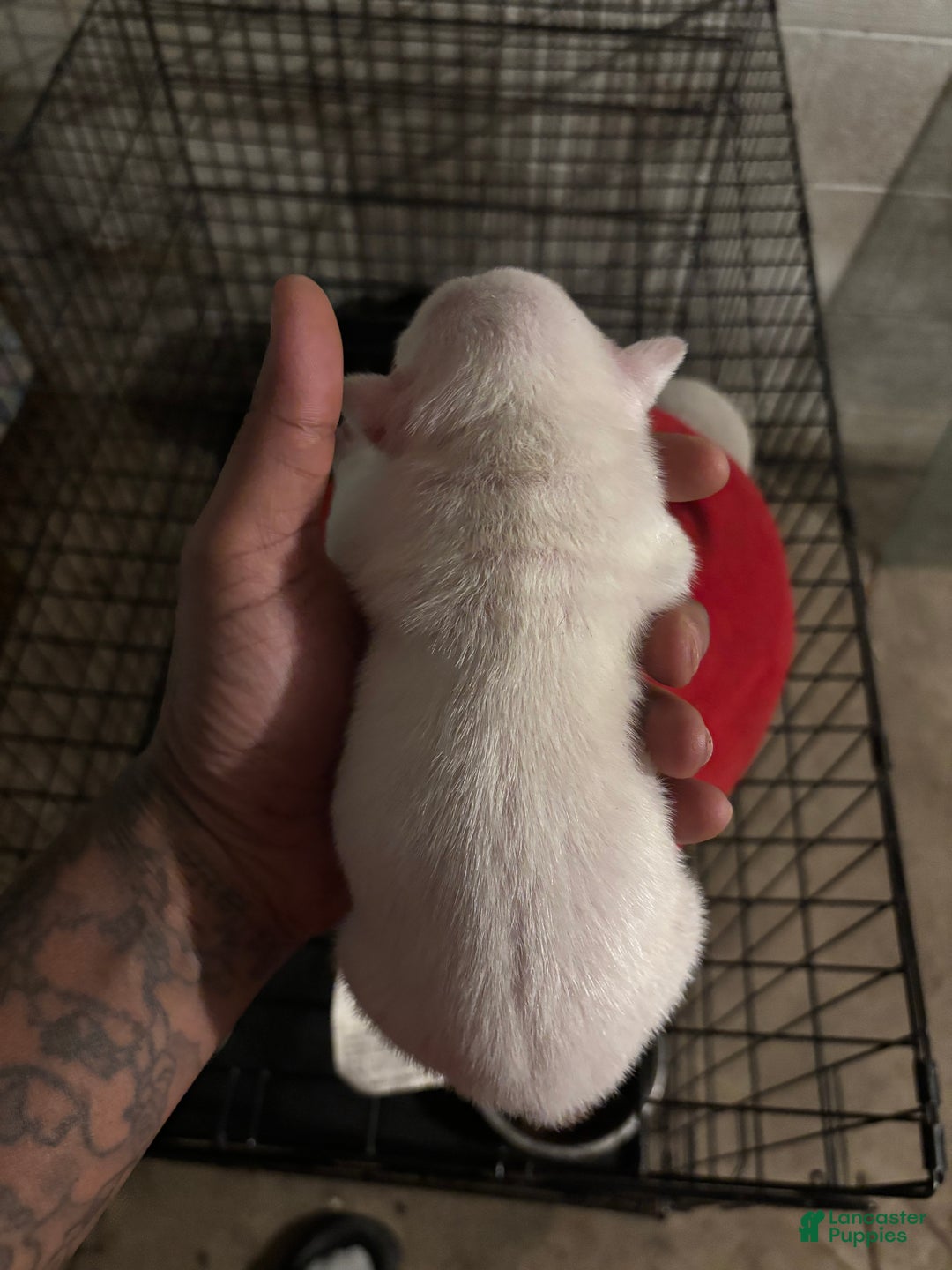 American Staffordshire Terrier dogs for sale: American Staffordshire Terrier Puppy 3 - Ad 2