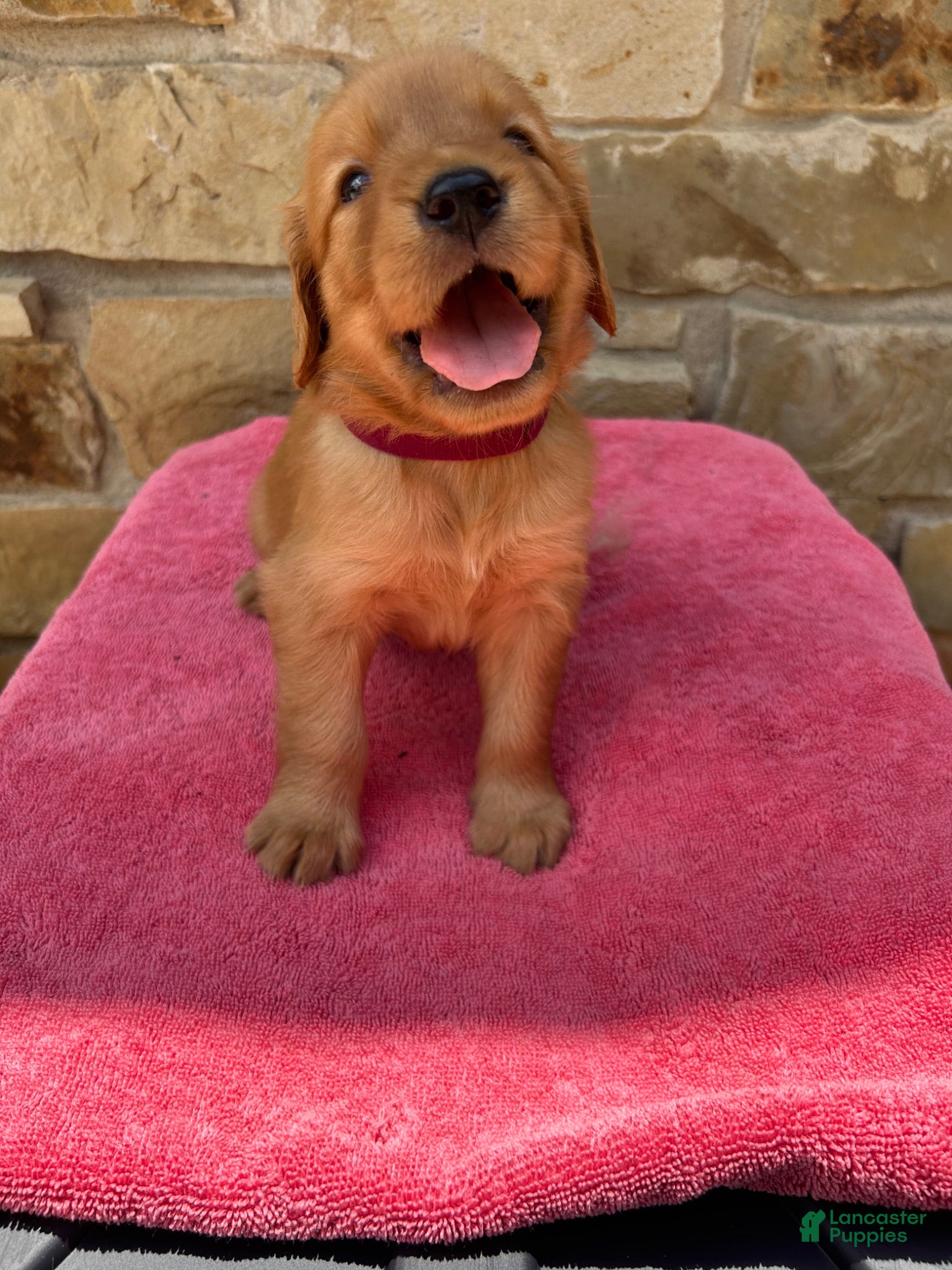 Golden Retriever dogs Golden Retriever 5 - Ad 18