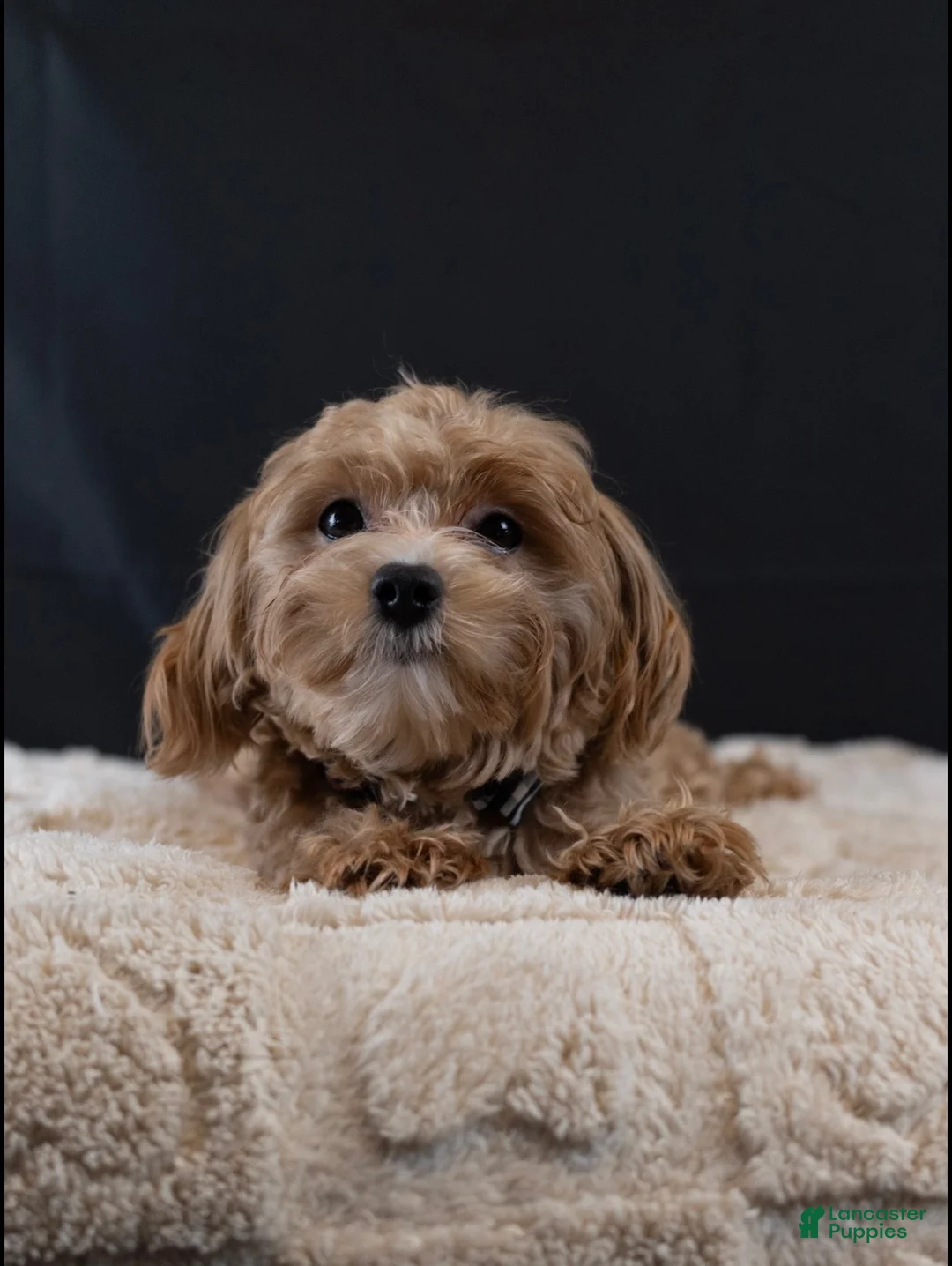 Maltipoo dogs for sale: Stone - Ad 5