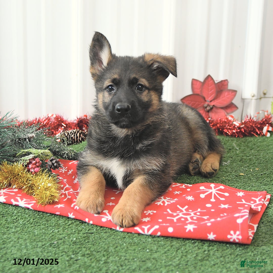 German Shepherd dogs for sale: Awsome - Ad 2