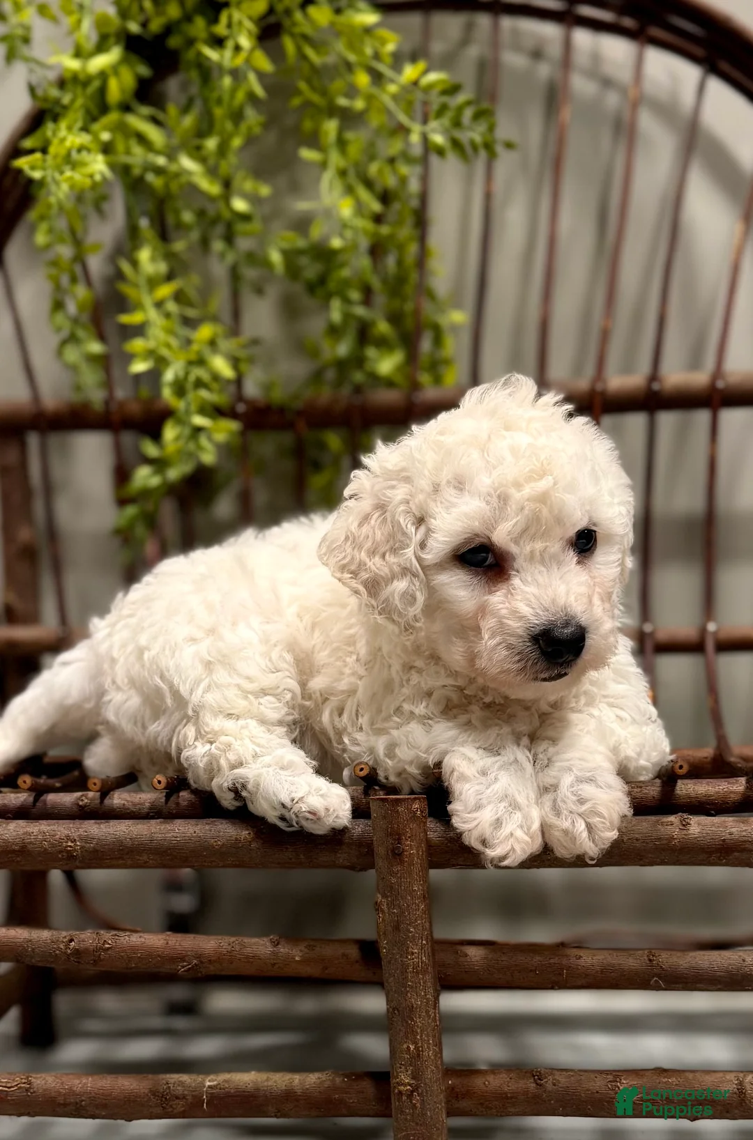 Bichon Frise dogs for sale: ACA Maverick  - Ad 4