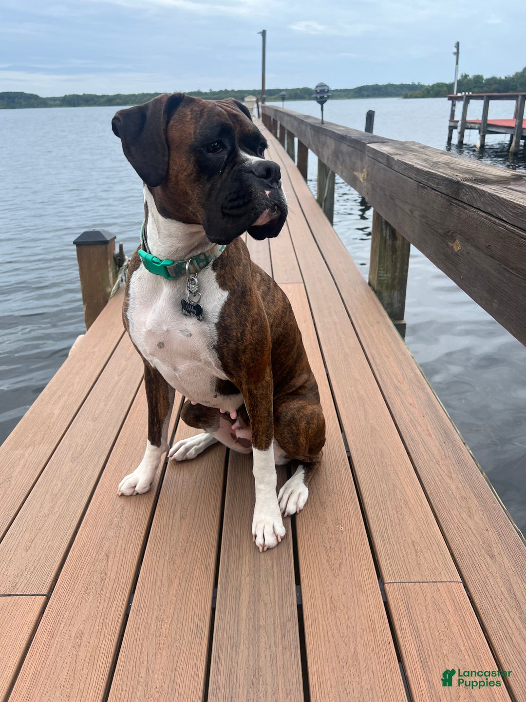 Boxer dogs for sale: Frosty - Ad 4