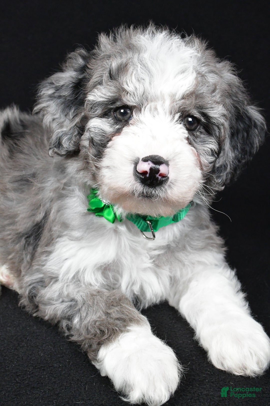 Sheepadoodle dogs for sale: Coco - Ad 5
