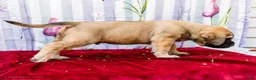 English Mastiff dogs for sale: Max - Ad 6