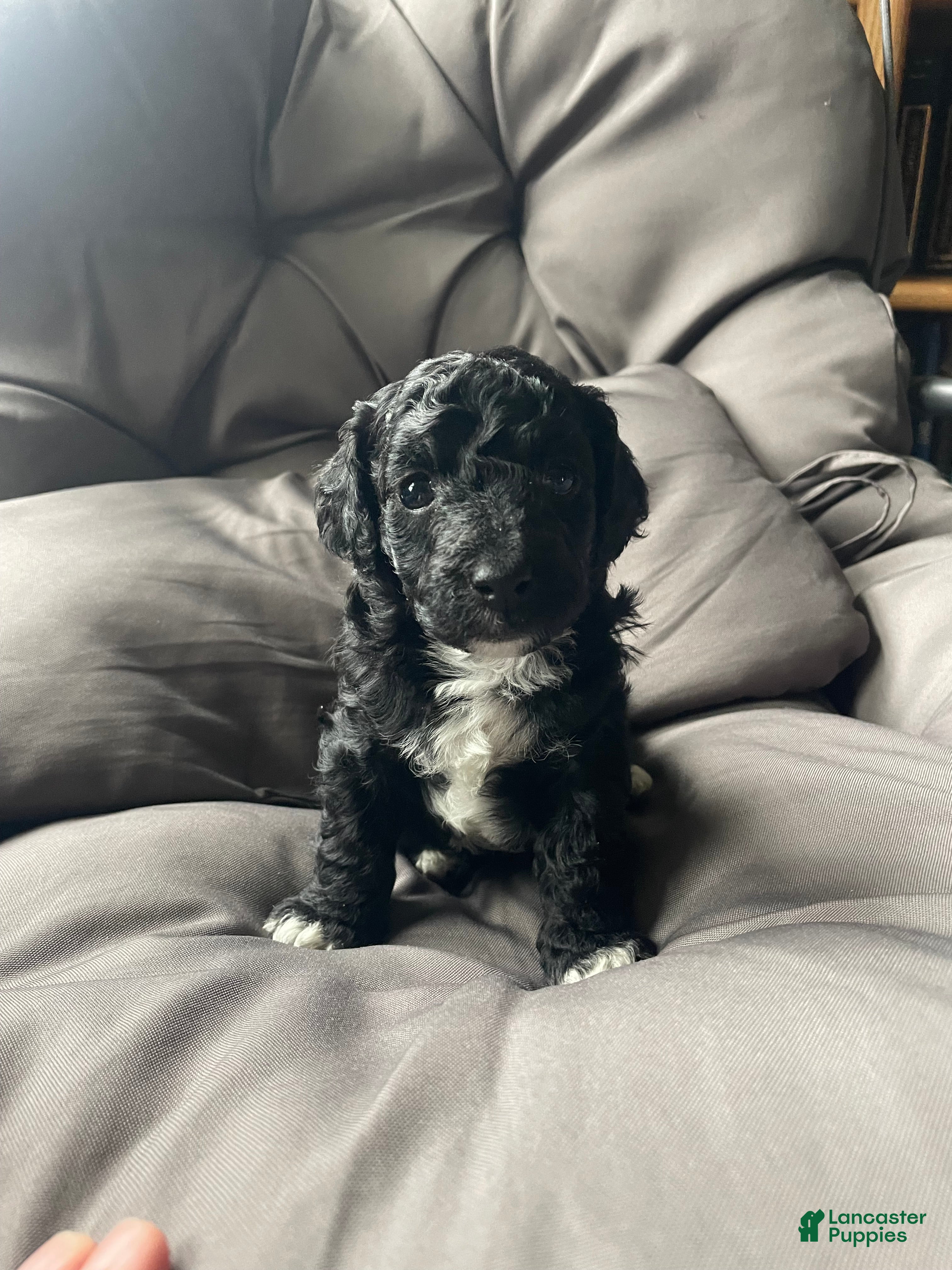 Labradoodle dogs Daisy - Ad 1