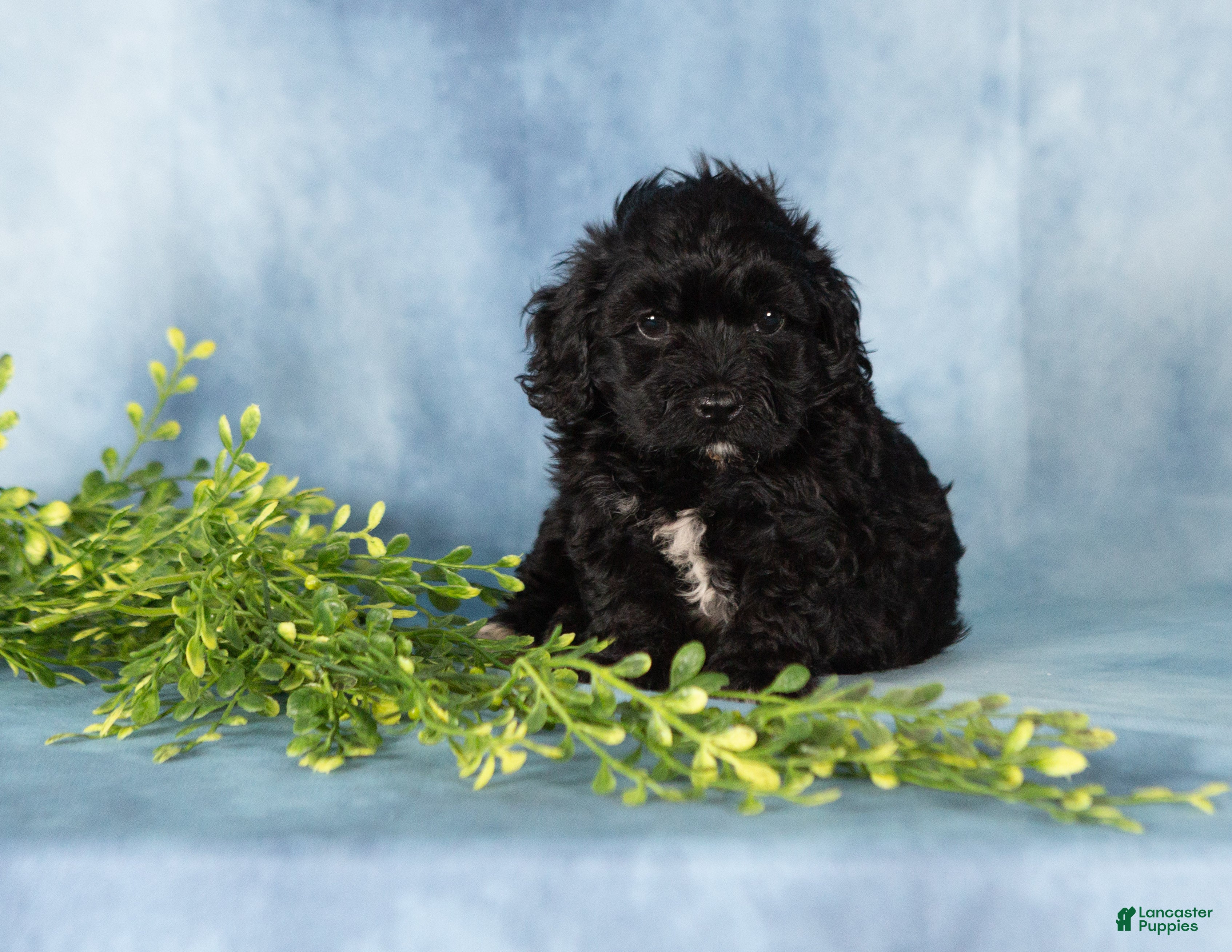 Mixed Breed dogs Majic - Ad 1