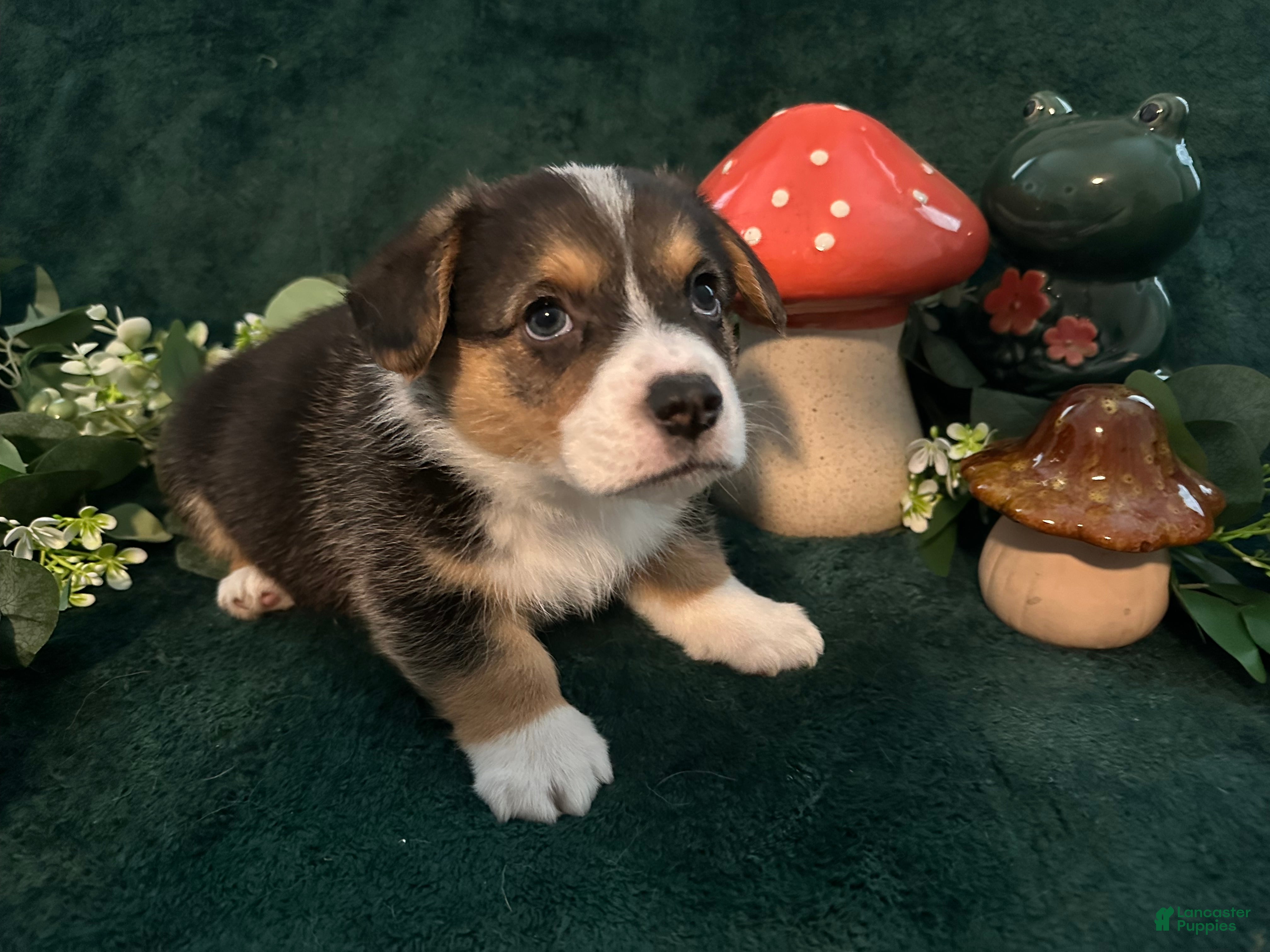 Welsh Corgi Pembroke dogs Jack - Ad 10