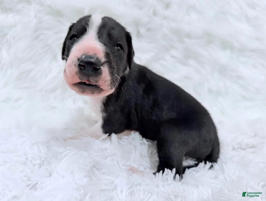 Great Dane dogs for sale: Ronald Weasley - Ad 10