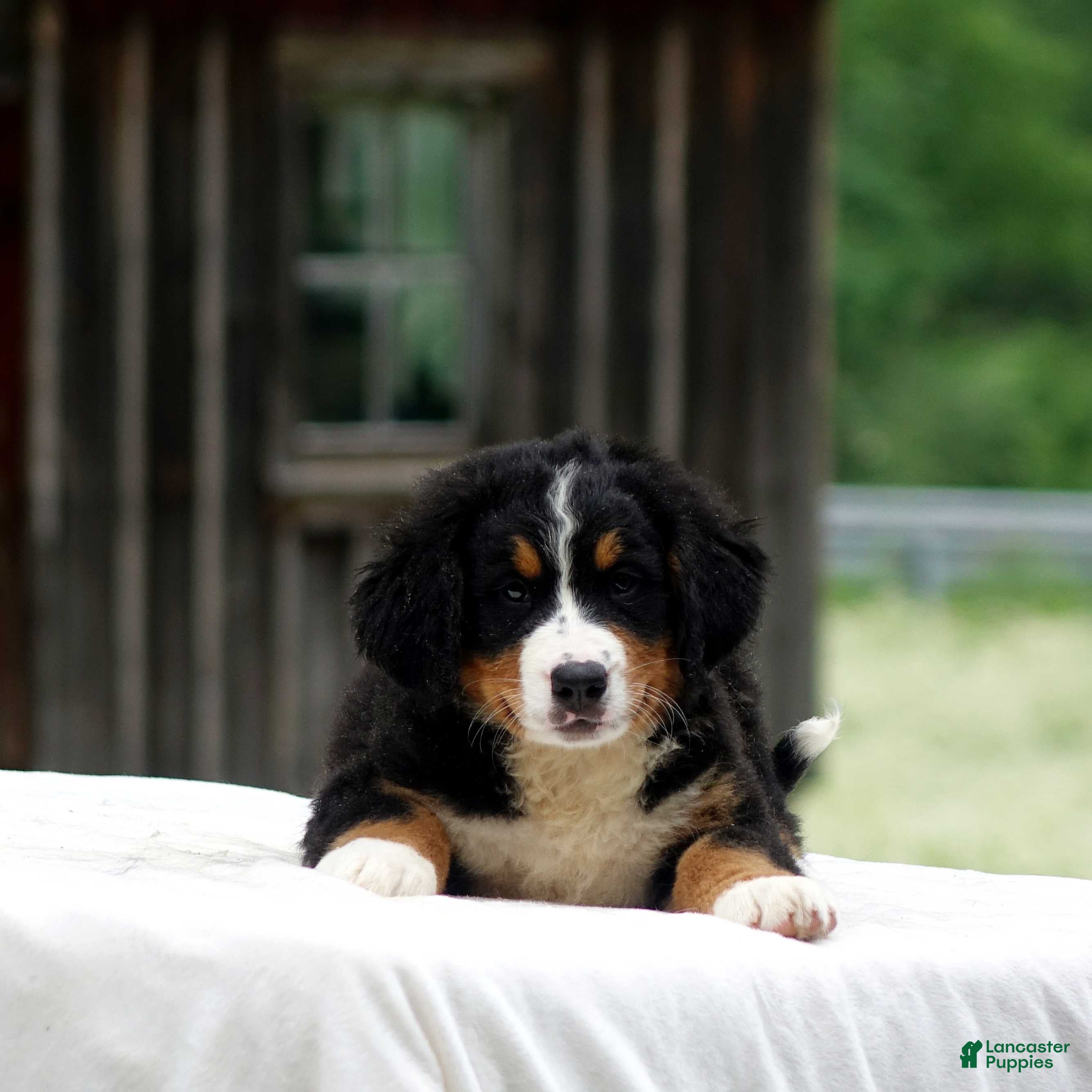 Bernese Mountain Dog dogs Bella - Ad 25
