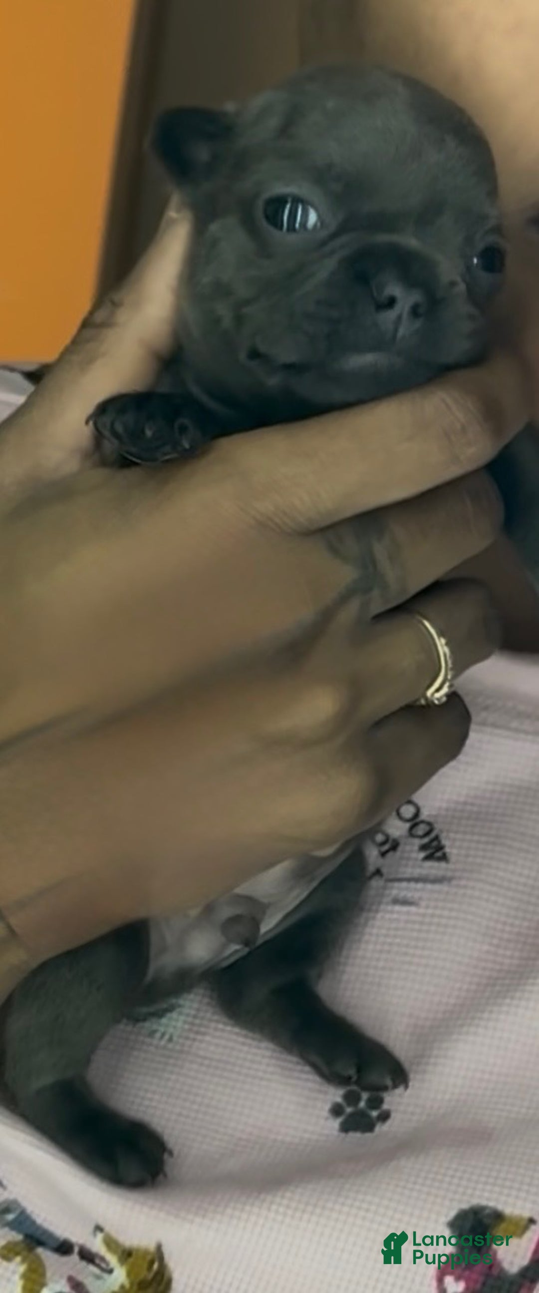 French Bulldog dogs for sale: French Bulldog Puppy 8 - Ad 3