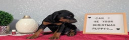 Doberman Pinscher dogs for sale: Lucy  - Ad 6