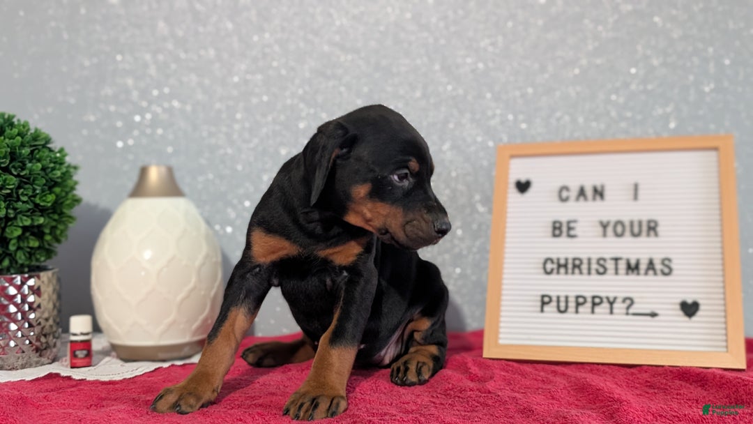 Doberman Pinscher dogs for sale: Lucy  - Ad 6