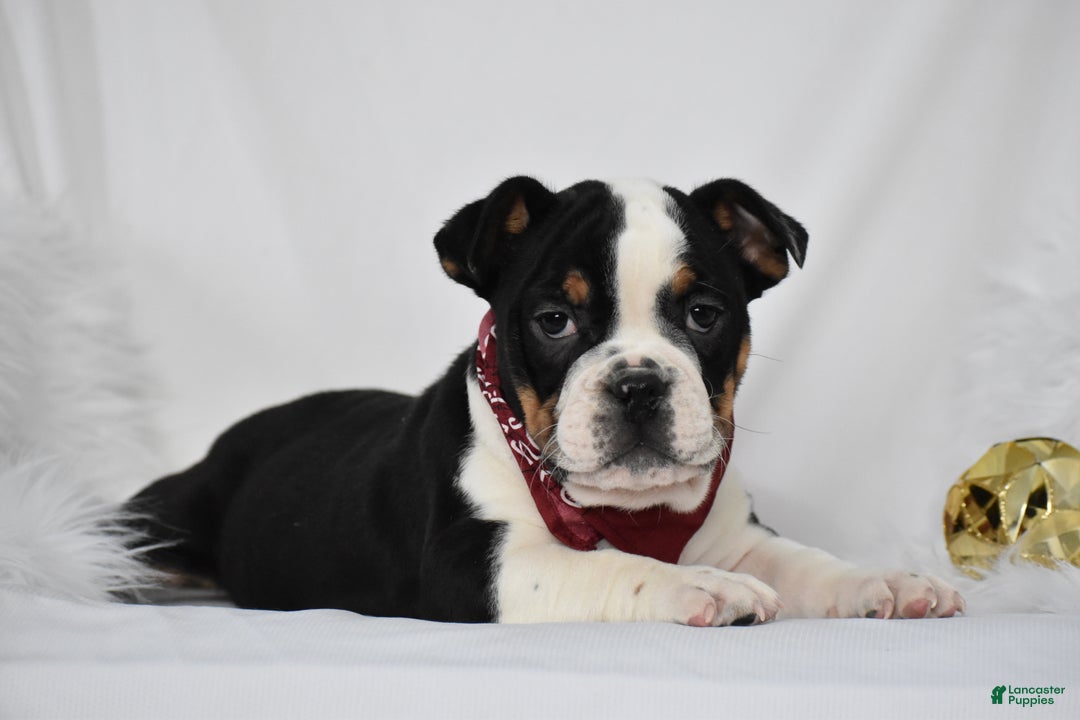 Mixed Breed dogs for sale: Tyson - Ad 6