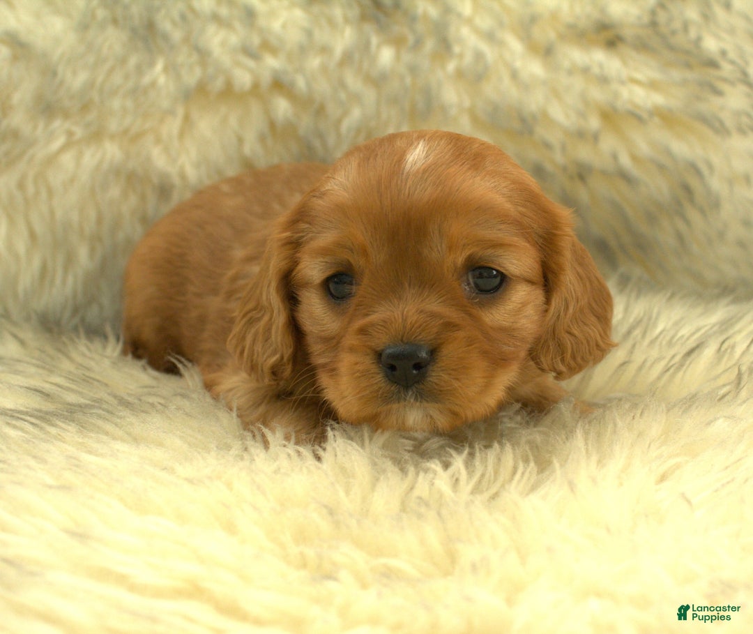 Cavalier King Charles Spaniel dogs for sale: Prissy - Ad 3