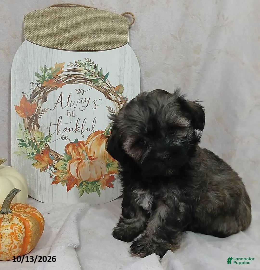 Teddy Bear dogs for sale: Lila - Ad 1