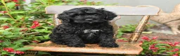 Cockapoo dogs for sale: Bella   - Ad 3